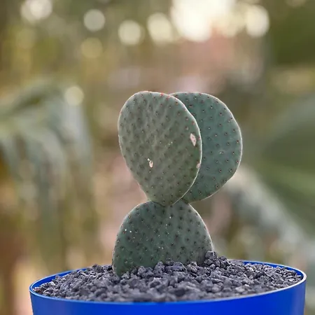 Casita Fuertencanto * Κοραλέχο